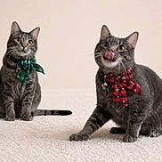 Jellybean Jasper joined the competition — help win amazing prizes! cat, tabby_cat, gray_cat, pet, animal, indoor, carpet, scarf, festive, cute, playful, tongue_out, sitting, two_animals, domestic_cat, whiskers, ears, eyes, floor, adorable