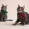 cat, tabby_cat, gray_cat, pet, animal, indoor, carpet, scarf, festive, cute, playful, tongue_out, sitting, two_animals, domestic_cat, whiskers, ears, eyes, floor, adorable
