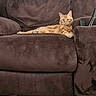 armchair, brown_furniture, carpet, cat, comfort, cozy, cute, domestic_animal, feline, fur, home, indoor, living_room, lounge, orange_tabby, pet, relaxed, remote_control, resting, striped_cat