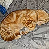 Oj joined the competition — help win amazing prizes! animal, blanket, cat, cozy, curled_up, cute, domestic_cat, fur, gray, indoor, mammal, orange_tabby, paw, pet, relaxed, resting, sleeping, soft, texture, whiskers