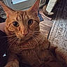 animal, cat, close_up, curious, cute, domestic_cat, door, feline, floor_rug, flooring, furniture, house, indoor, looking_at_camera, mammal, orange_tabby, pet, portrait, scratching_post, whiskers