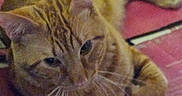 Oj is registered to the contest to win money with this photo: animal, book, cat, close_up, cute, domestic_animal, ears, feline, fur, indoor, lying_down, mammal, orange_tabby, pet, red_cover, relaxed, resting, sleepy, table, whiskers