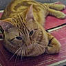 animal, book, cat, close_up, cute, domestic_animal, ears, feline, fur, indoor, lying_down, mammal, orange_tabby, pet, red_cover, relaxed, resting, sleepy, table, whiskers