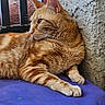 animal, cat, close_up, cushion, domestic_cat, ears, feline, fur, indoor, orange_tabby, paw, pet, purple, railing, relaxed, resting, side_view, texture, wall, whiskers