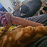 Oj joined the competition — help win amazing prizes! bean_bag, black_and_white_cat, casual, cat, couch, cozy, fur, furniture, hand, headphones, indoor, living_room, orange_tabby, paw, person, pet, relaxation, resting, table, window_blinds