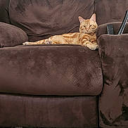 Oj joined the competition — help win amazing prizes! armchair, brown_furniture, carpet, cat, comfortable, cozy, domestic_animal, ears, feline, fur, indoor, living_room, orange_tabby, paw, pet, relaxed, remote_control, resting, seat, whiskers