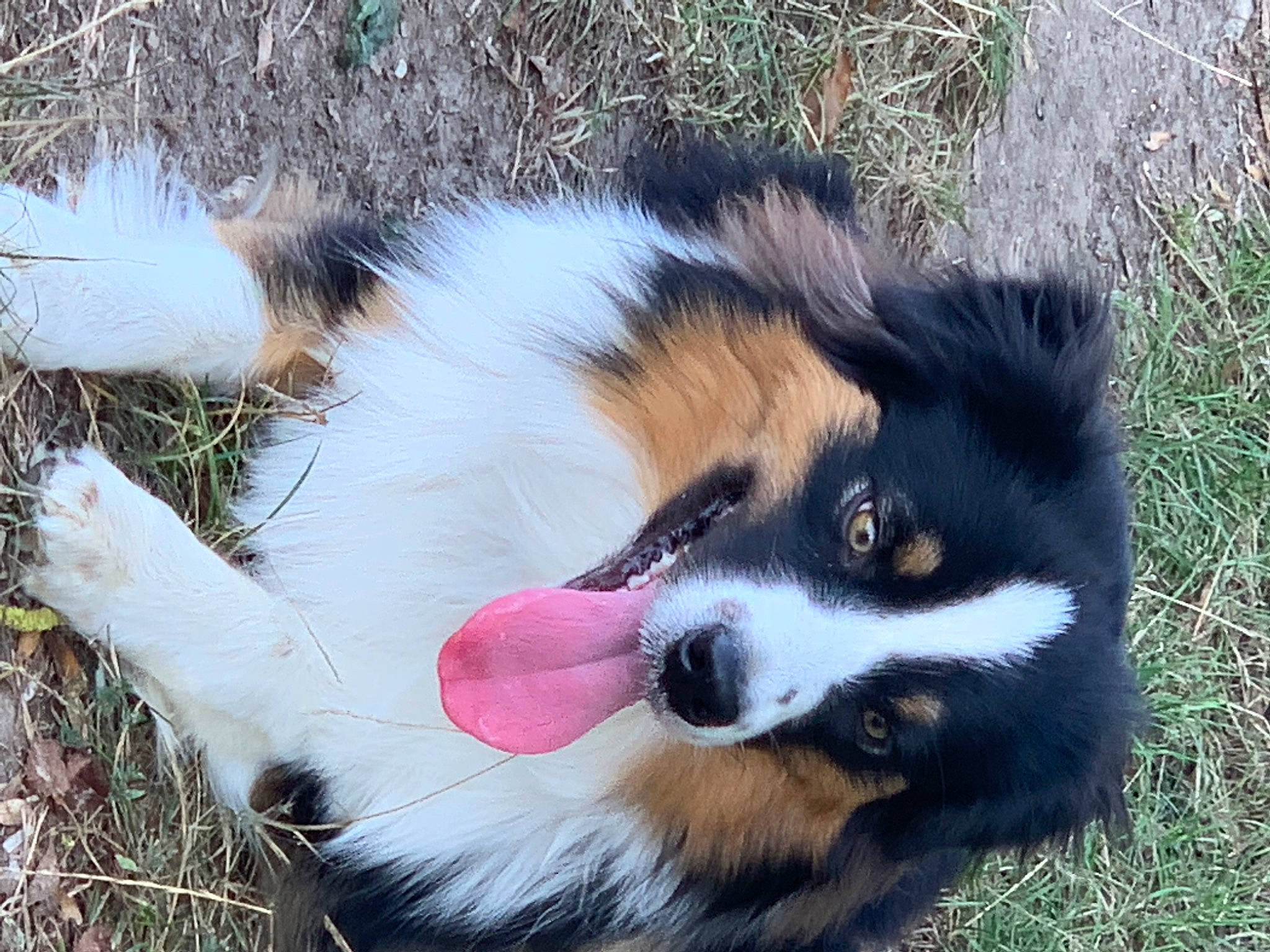 Sweety a rejoint le concours — aidez-le/la à gagner de superbes lots ! canidae, carnivore, companion_dog, dog, dog_breed, dog_supply, fur, grass, herding_dog, pet_supply, snout, sporting_group, terrestrial_animal, whiskers, working_dog