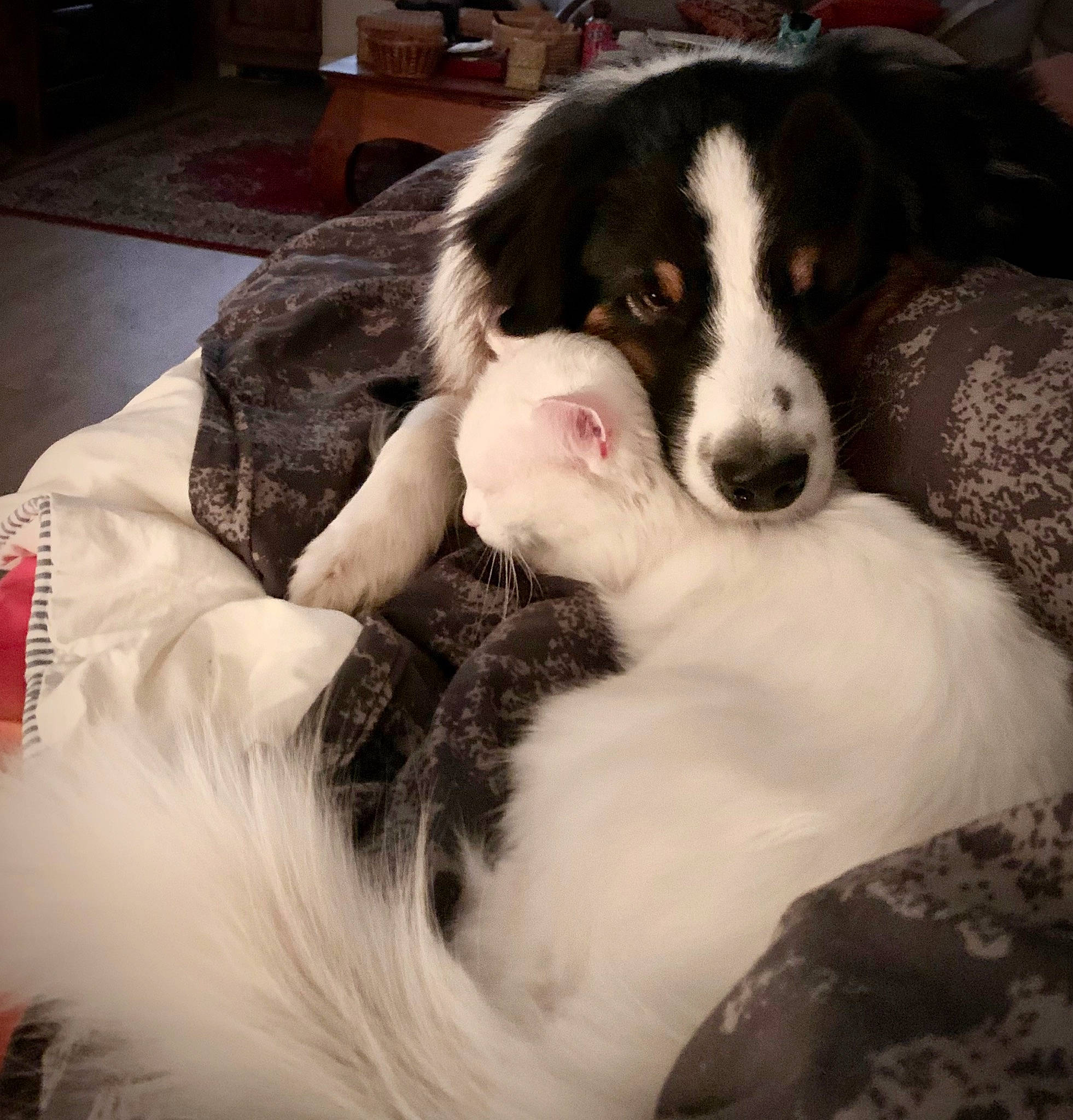 Sweety participe au concours pour gagner de l'argent avec cette photo : border_collie, bored, bucovina_shepherd_dog, canidae, carnivore, companion_dog, dog, dog_breed, fur, herding_dog, landseer, mcnab, puppy, texas_heeler, whiskers, working_animal, working_dog