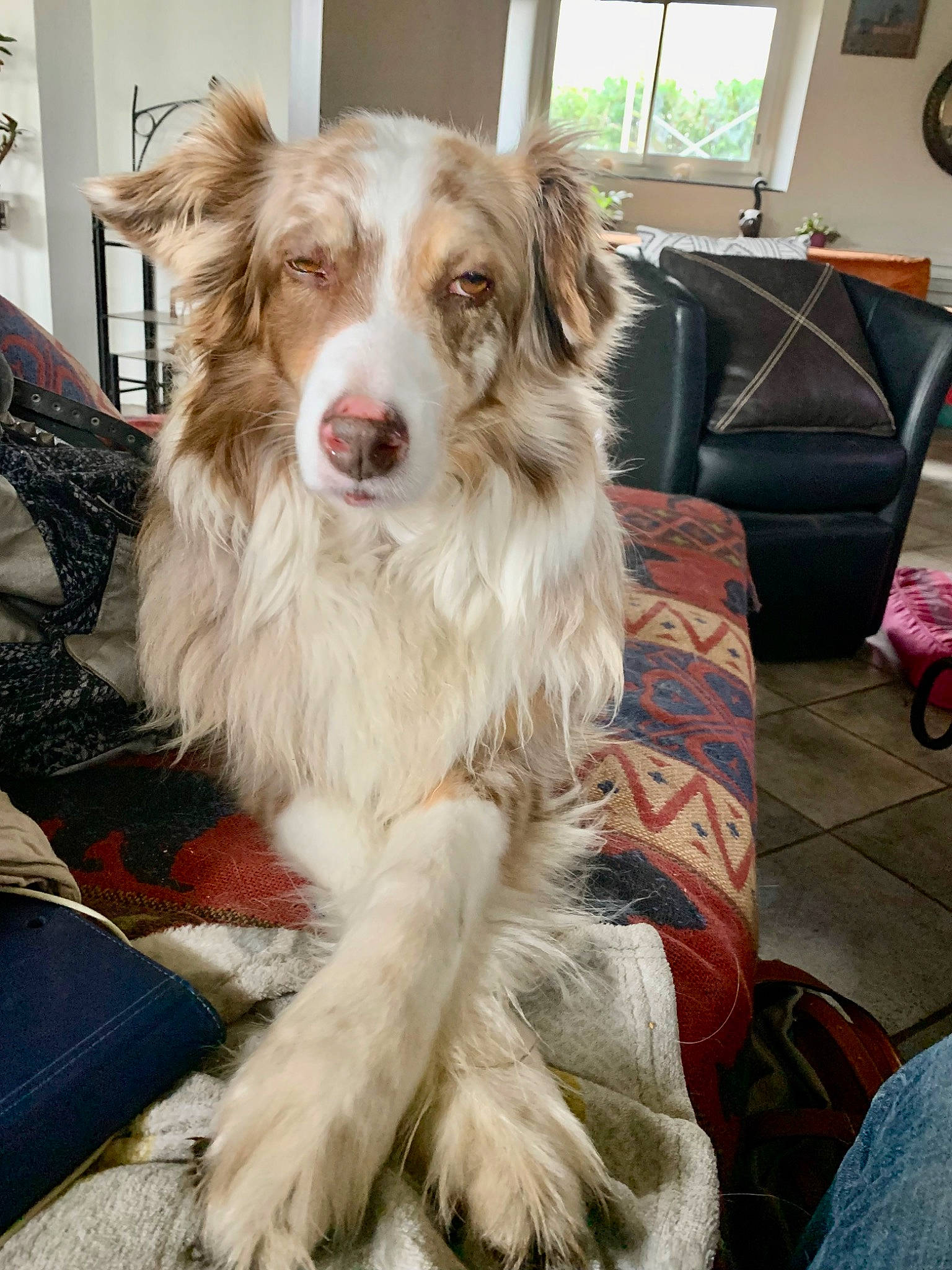 Hanna a rejoint le concours — aidez-le/la à gagner de superbes lots ! border_collie, canidae, carnivore, chair, companion_dog, dog, dog_breed, flooring, fur, herding_dog, mechanical_fan, picture_frame, plant, snout, sporting_group, whiskers, window, window_blind, working_animal, working_dog