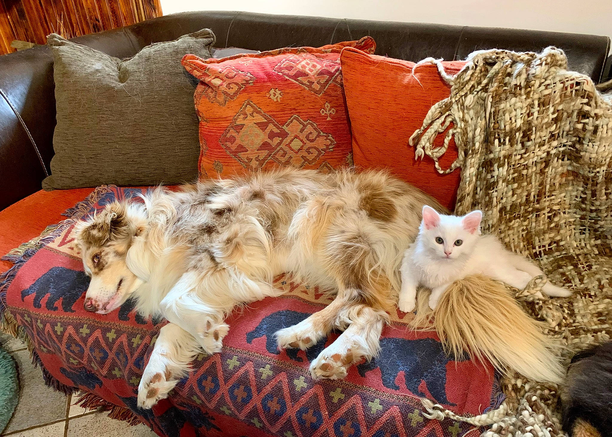 Hanna a rejoint le concours — aidez-le/la à gagner de superbes lots ! canidae, carnivore, cat, comfort, companion_dog, couch, domestic_short_haired_cat, fawn, felidae, fur, linens, living_room, paw, room, small_to_medium_sized_cats, sporting_group, studio_couch, tail, whiskers, wood