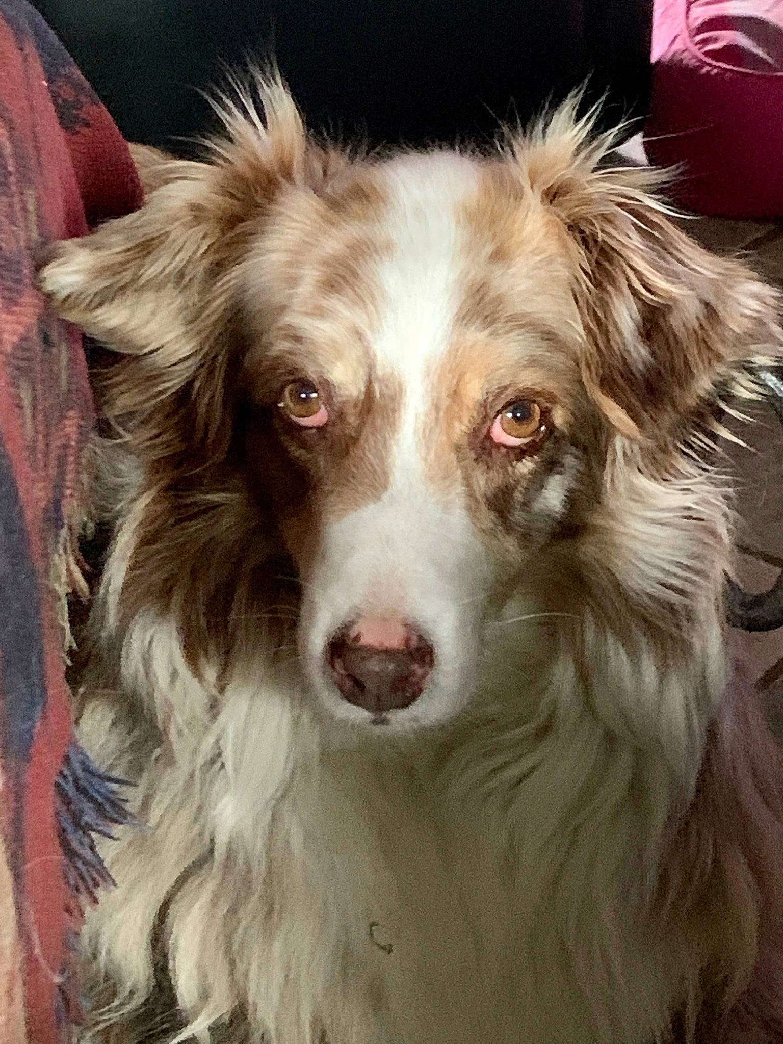 Hanna participe au concours pour gagner de l'argent avec cette photo : art, australian_collie, border_collie, canidae, carnivore, companion_dog, dog, dog_breed, fur, gun_dog, herding_dog, liver, plant, snout, sporting_group, whiskers, working_animal, working_dog