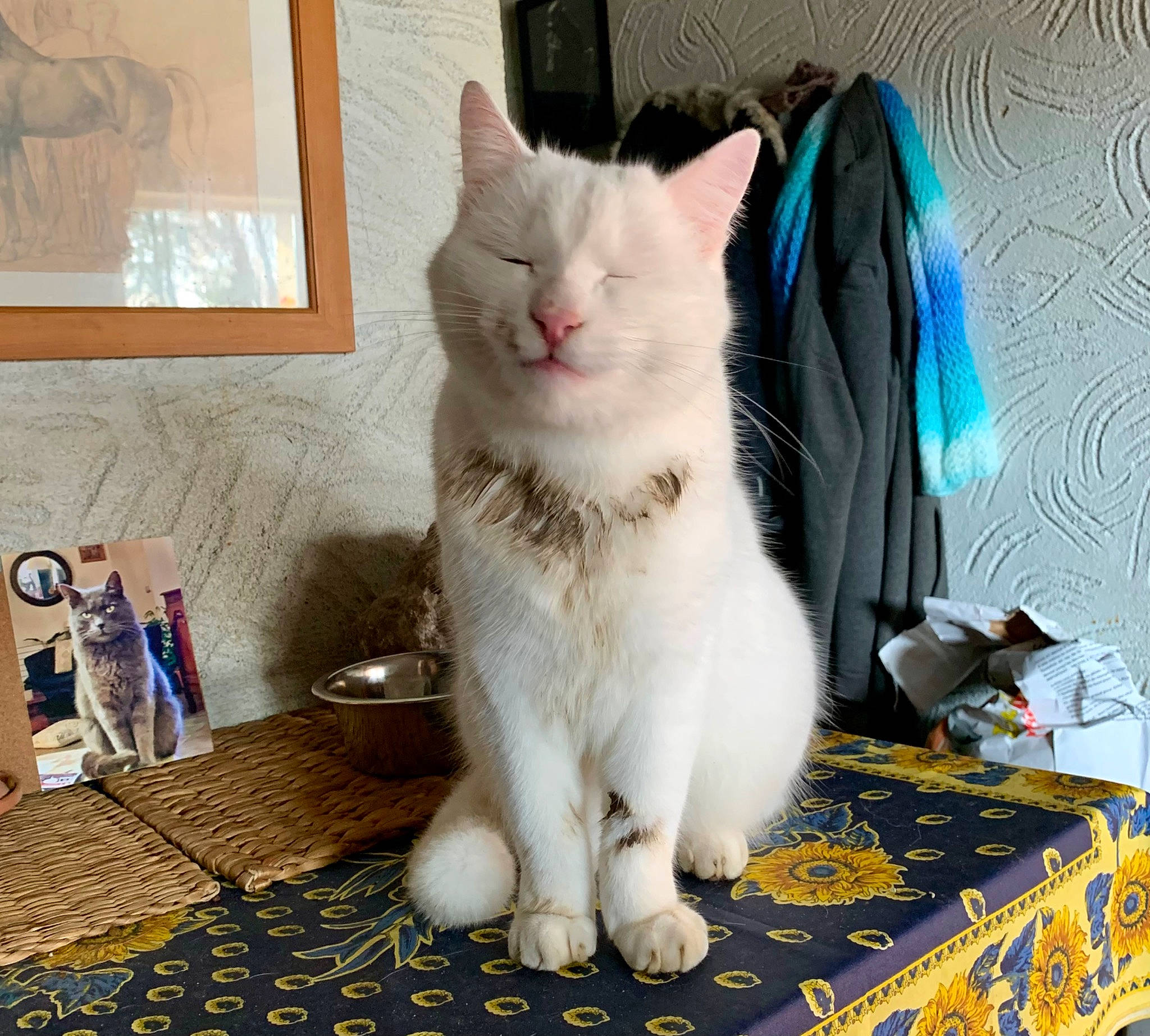 Romi a rejoint le concours — aidez-le/la à gagner de superbes lots ! carnivore, cat, cat_furniture, cat_supply, claw, comfort, domestic_short_haired_cat, felidae, flooring, fur, paw, photo_caption, sitting, small_to_medium_sized_cats, tail, whiskers, window