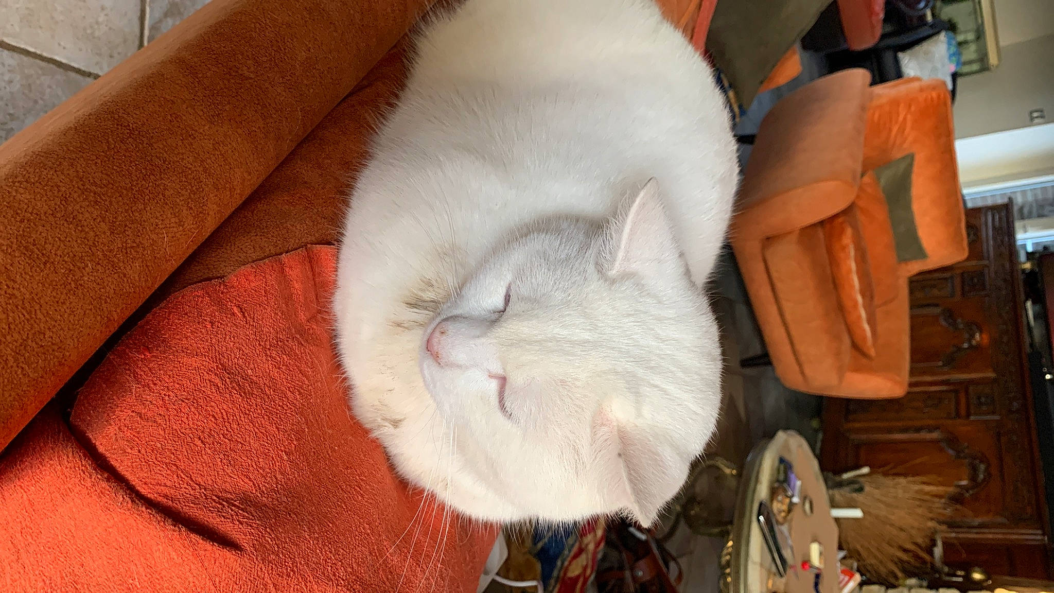 Romi participe au concours pour gagner de l'argent avec cette photo : carnivore, cat, cat_supply, claw, comfort, domestic_short_haired_cat, fawn, felidae, fur, linens, nap, paw, sleep, small_to_medium_sized_cats, snout, tail, textile, whiskers, wood, wool