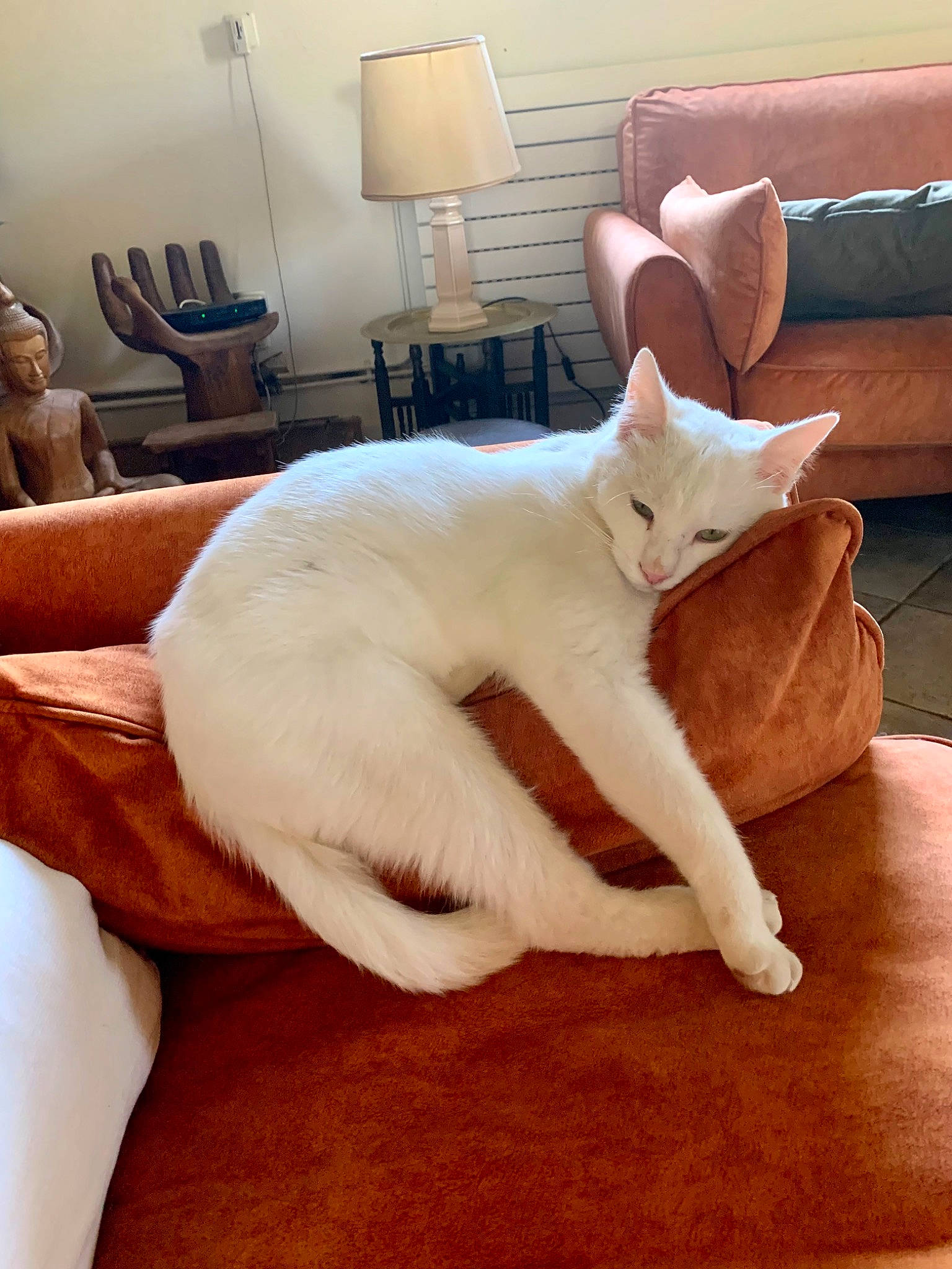 Romy participe au concours pour gagner de l'argent avec cette photo : carnivore, cat, comfort, companion_dog, domestic_short_haired_cat, fawn, felidae, flooring, fur, furniture, hardwood, human_leg, interior_design, lamp, paw, room, small_to_medium_sized_cats, tail, whiskers, wood