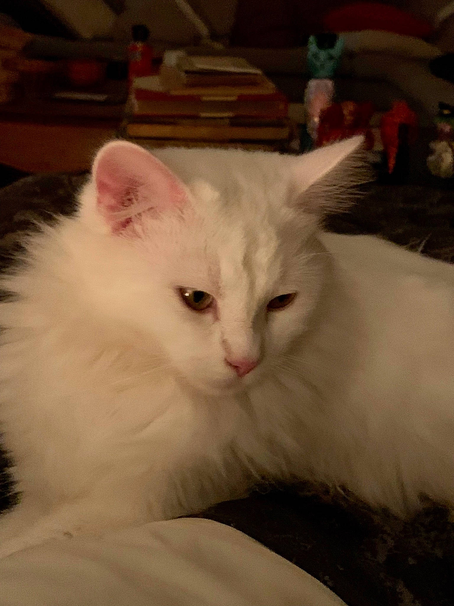 Romy participe au concours pour gagner de l'argent avec cette photo : carnivore, cat, fawn, felidae, fur, iris, paw, small_to_medium_sized_cats, snout, tail, whiskers