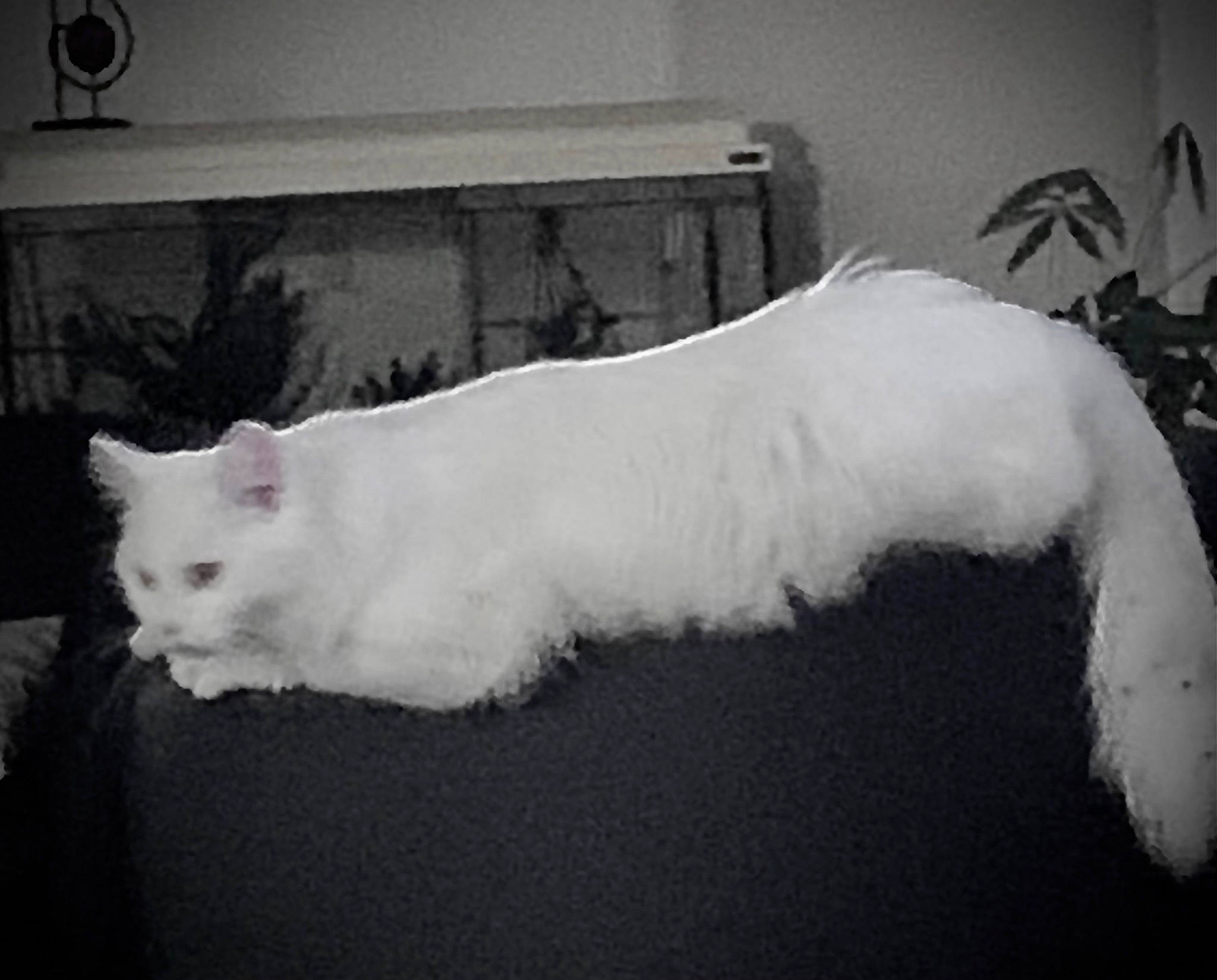 Romy a rejoint le concours — aidez-le/la à gagner de superbes lots ! art, canidae, carnivore, cat, claw, dog_breed, domestic_short_haired_cat, felidae, foot, fur, monochrome_photography, paw, plant, small_to_medium_sized_cats, snout, snow, tail, whiskers, window