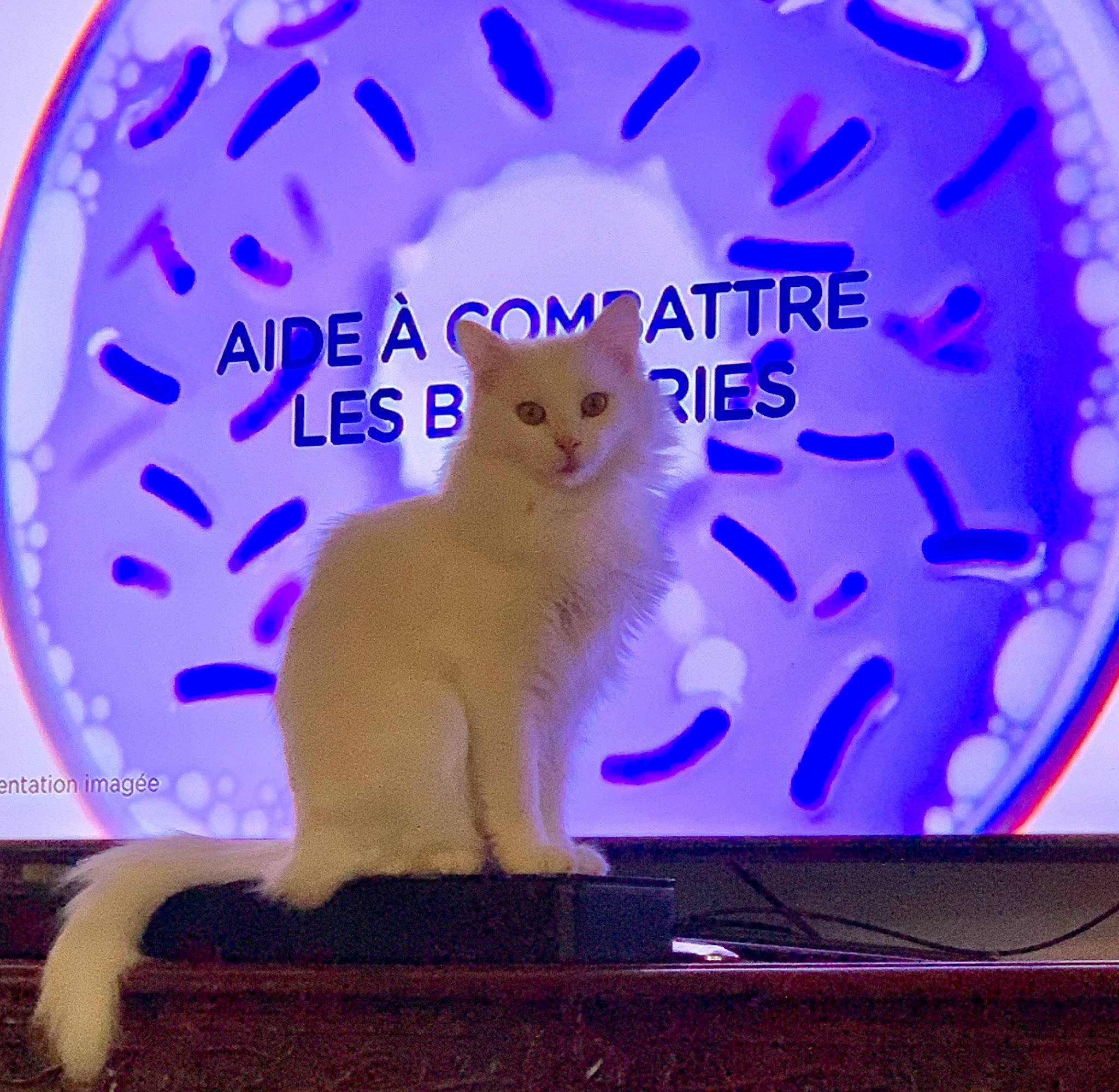 Romy participe au concours pour gagner de l'argent avec cette photo : carnivore, cat, cat_supply, electric_blue, event, fawn, felidae, font, fur, lighting, magenta, paw, pink, plant, purple, rectangle, small_to_medium_sized_cats, tail, violet, whiskers