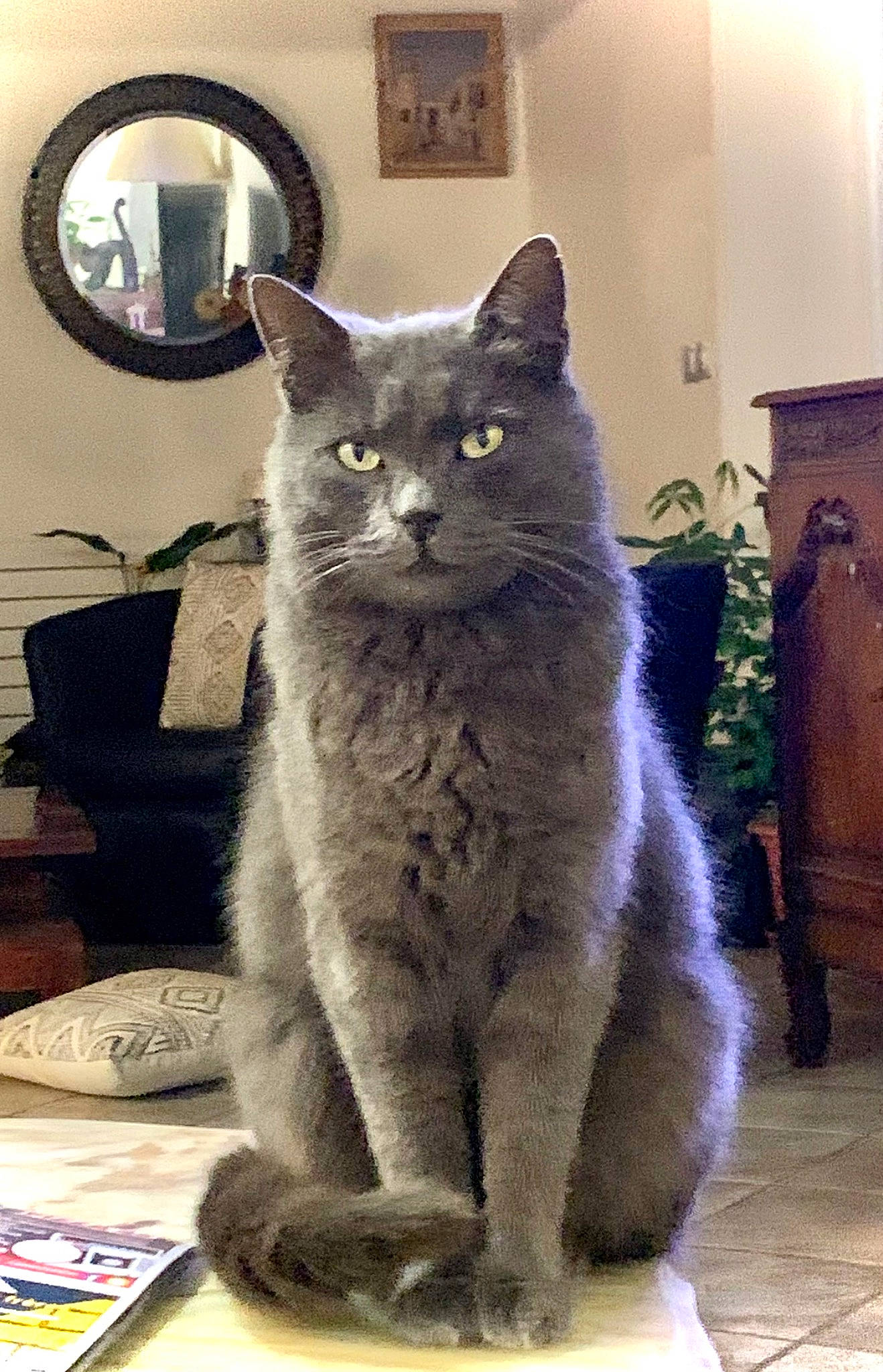 Filou participe au concours pour gagner de l'argent avec cette photo : carnivore, cat, domestic_short_haired_cat, felidae, fur, grey, houseplant, mirror, plant, russian_blue, sitting, small_to_medium_sized_cats, snout, tail, terrestrial_animal, whiskers, window