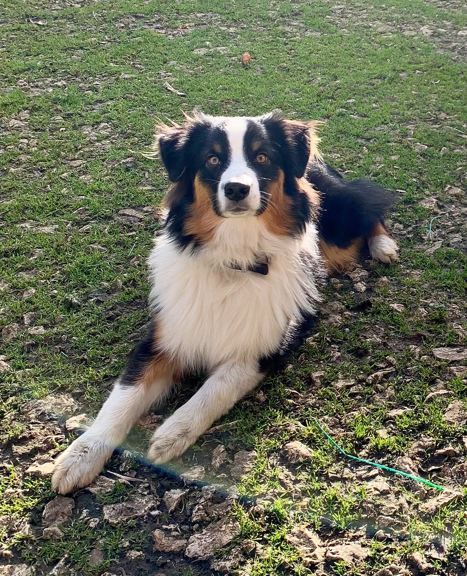 Sweety a rejoint le concours — aidez-le/la à gagner de superbes lots ! australian_collie, australian_shepherd, border_collie, canidae, carnivore, companion_dog, dog, dog_breed, fur, grass, herding_dog, plant, sporting_group, working_dog