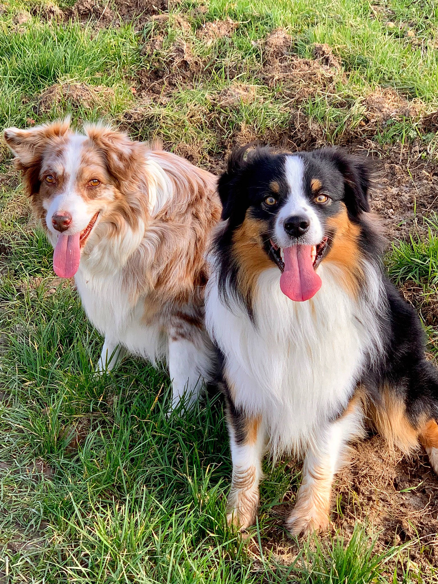 Sweety a rejoint le concours — aidez-le/la à gagner de superbes lots ! border_collie, canidae, carnivore, companion_dog, dog, dog_breed, grass, gun_dog, herding_dog, plant, sporting_group, terrestrial_animal, working_dog