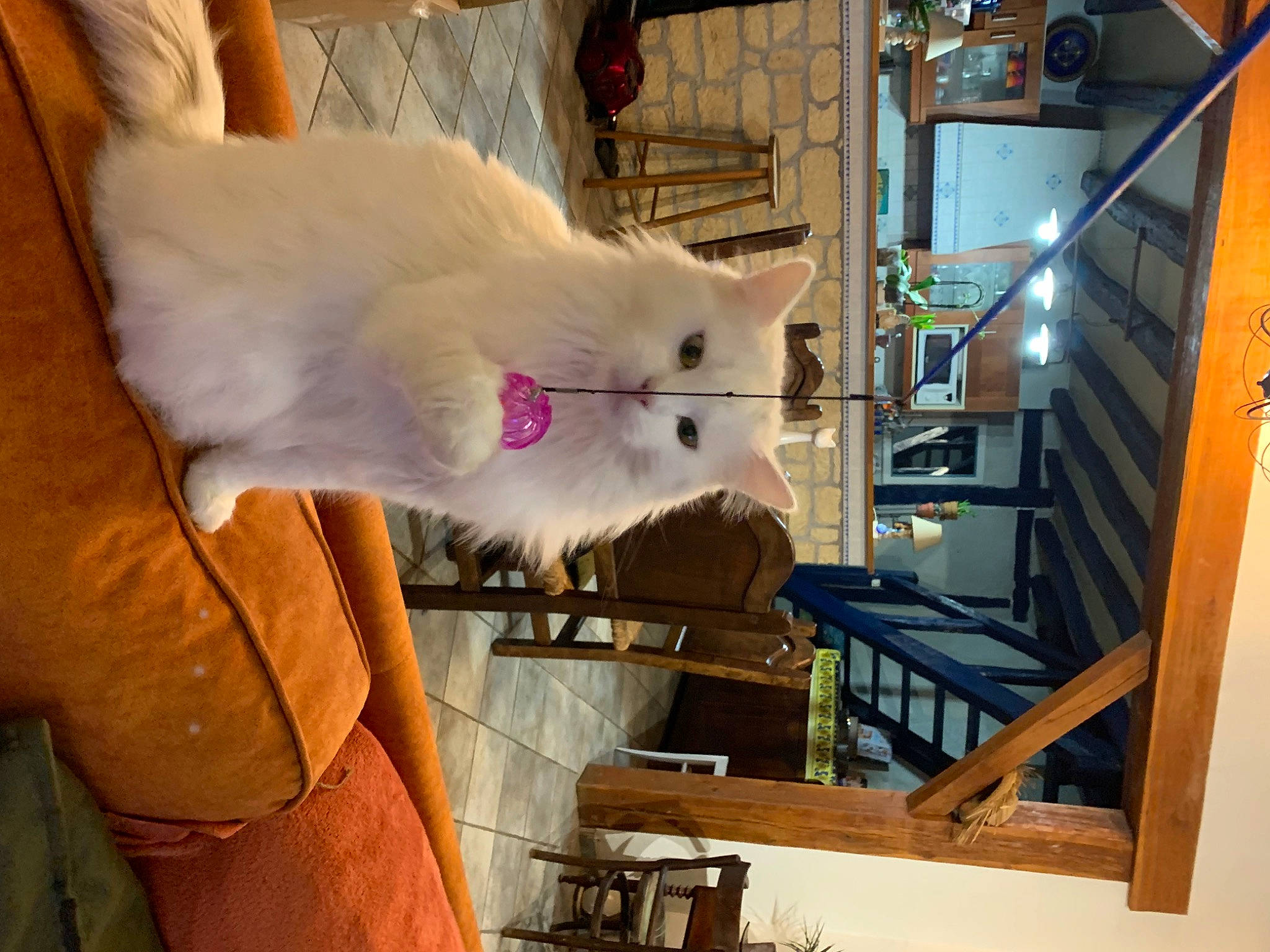 Salsa participe au concours pour gagner de l'argent avec cette photo : canidae, carnivore, cat, chair, claw, domestic_short_haired_cat, fawn, felidae, fur, hardwood, room, small_to_medium_sized_cats, tail, whiskers, wood