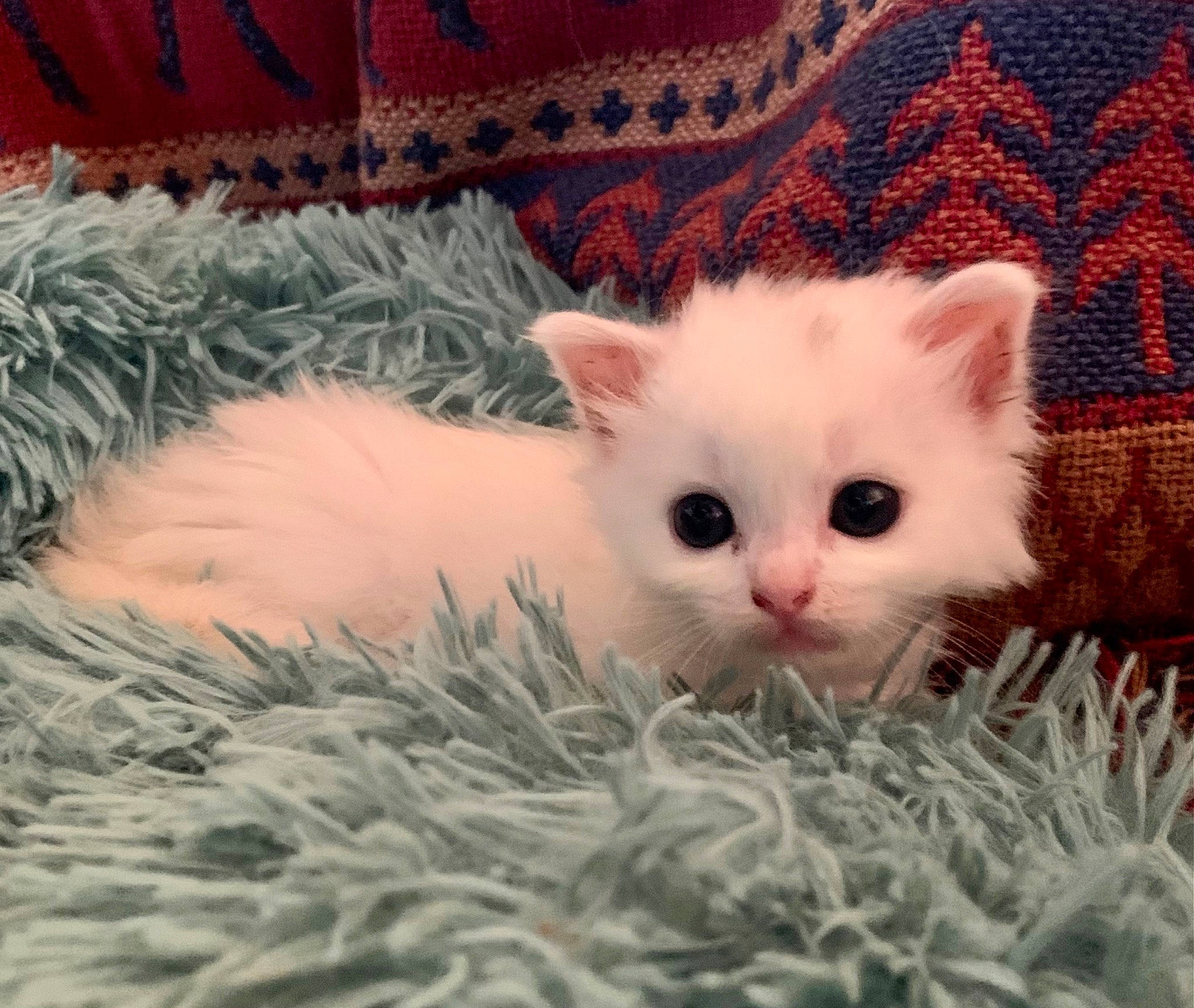 Salsa participe au concours pour gagner de l'argent avec cette photo : carnivore, cat, claw, comfort, creative_arts, fawn, felidae, fur, grass, iris, natural_material, pattern, paw, plant, small_to_medium_sized_cats, snout, tail, terrestrial_animal, whiskers, woven_fabric