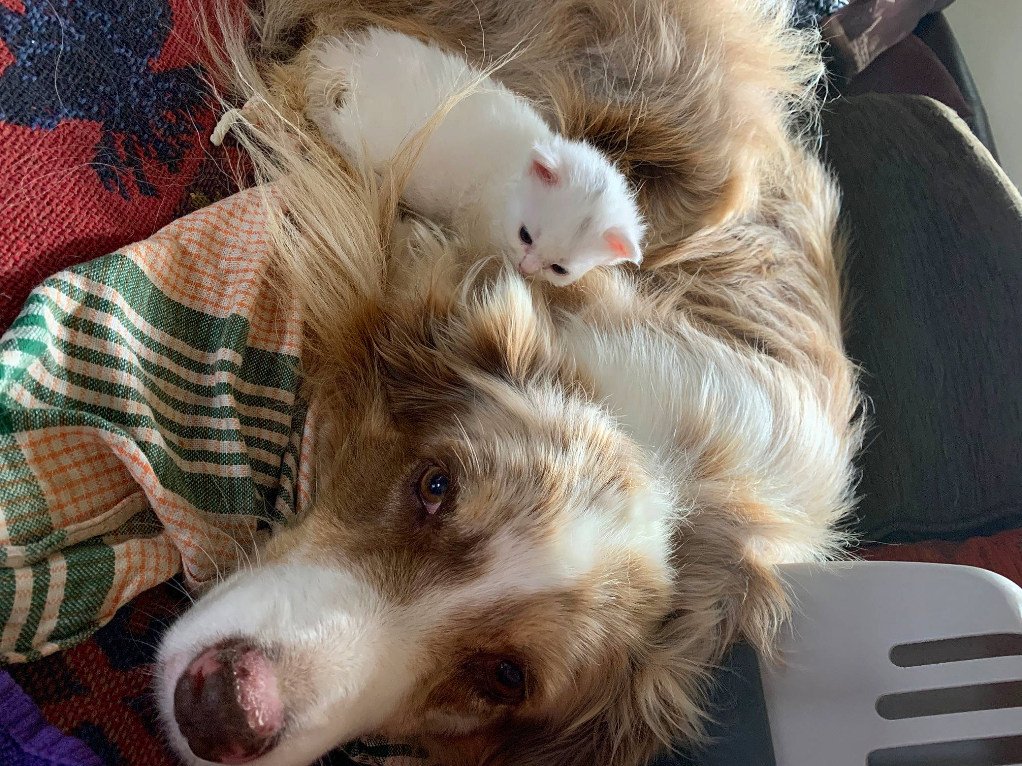 Salsa participe au concours pour gagner de l'argent avec cette photo : canidae, carnivore, cat, claw, companion_dog, dog, dog_breed, domestic_short_haired_cat, fawn, felidae, fur, pattern, paw, plaid, small_to_medium_sized_cats, snout, sporting_group, tartan, whiskers, working_animal