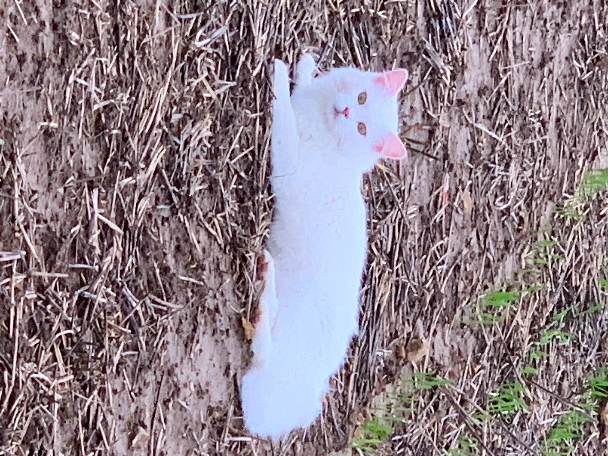 Salsa a rejoint le concours — aidez-le/la à gagner de superbes lots ! beak, canidae, carnivore, cat, domestic_short_haired_cat, fawn, felidae, fur, grass, pattern, paw, plant, small_to_medium_sized_cats, soil, tail, terrestrial_animal, tree, twig, whiskers, wildlife