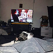 Buddy joined the competition — help win amazing prizes! dog, sleeping, blanket, indoor, television, tv_screen, people_on_tv, black_and_white, resting, furniture, room, cabinet, box, curtain, electronics, home, relaxation, cozy, blanket_fold, pet