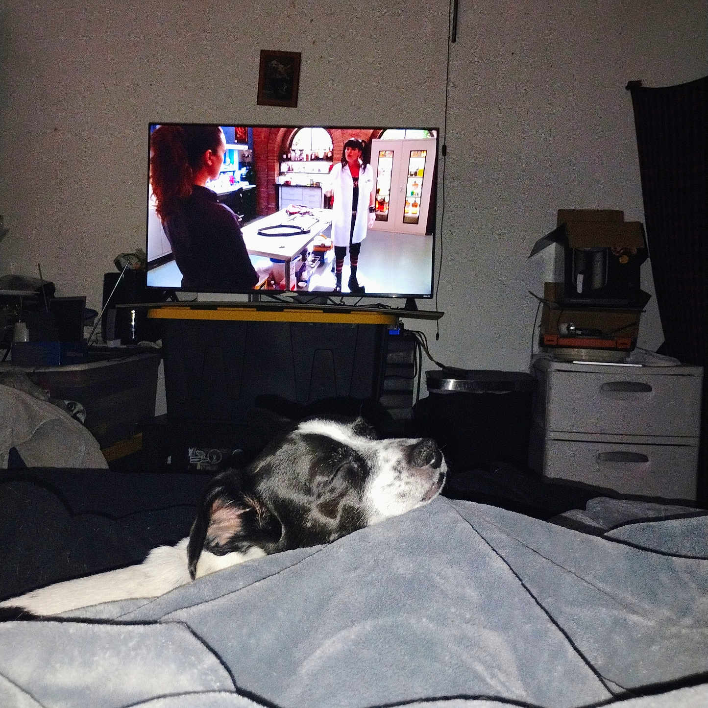 Buddy joined the competition — help win amazing prizes! black_and_white, blanket, blanket_fold, box, cabinet, cozy, curtain, dog, electronics, furniture, home, indoor, people_on_tv, pet, relaxation, resting, room, sleeping, television, tv_screen