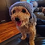 dog, small_dog, knitted_hat, purple_hat, tongue_out, leather_couch, living_room, wooden_floor, window_blinds, pet, cute, happy, indoor, furry, canine, smiling, domestic_animal, cozy, companion, animal