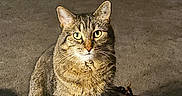 Olive is registered to the contest to win money with this photo: cat, tabby, pet, indoor, carpet, furniture, knitted_toy, animal, yellow_eyes, portrait, sitting, cozy, domestic, fur, whiskers, ears, home, looking, cute, companion