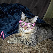 Olive is registered to the contest to win money with this photo: cat, tabby, glasses, pink_glasses, feline, pet, indoor, couch, blanket, relaxed, striped, animal, cute, cozy, resting, funny, accessory, living_room, home, domestic