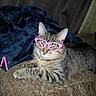 cat, tabby, glasses, pink_glasses, feline, pet, indoor, couch, blanket, relaxed, striped, animal, cute, cozy, resting, funny, accessory, living_room, home, domestic