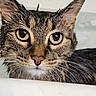 Olive joined the competition — help win amazing prizes! cat, tabby, close_up, face, whiskers, ears, eyes, fur, pet, animal, curious, indoor, portrait, mammal, looking, wet_fur, nose, head, expression, domestic_cat