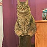 Olive joined the competition — help win amazing prizes! cat, tabby, feline, pet, animal, indoor, wooden_stool, purple_curtain, cabinet, domestic, sitting, fur, whiskers, ears, eyes, paws, tail, home, cozy, portrait