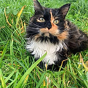 Lucie a rejoint le concours — aidez-le/la à gagner de superbes lots ! cat, fluffy, grass, outdoor, greenery, animal, pet, nature, calm, closeup, whiskers, fur, eyes, garden, relaxing, mammal, cute, feline, wildlife, adorable