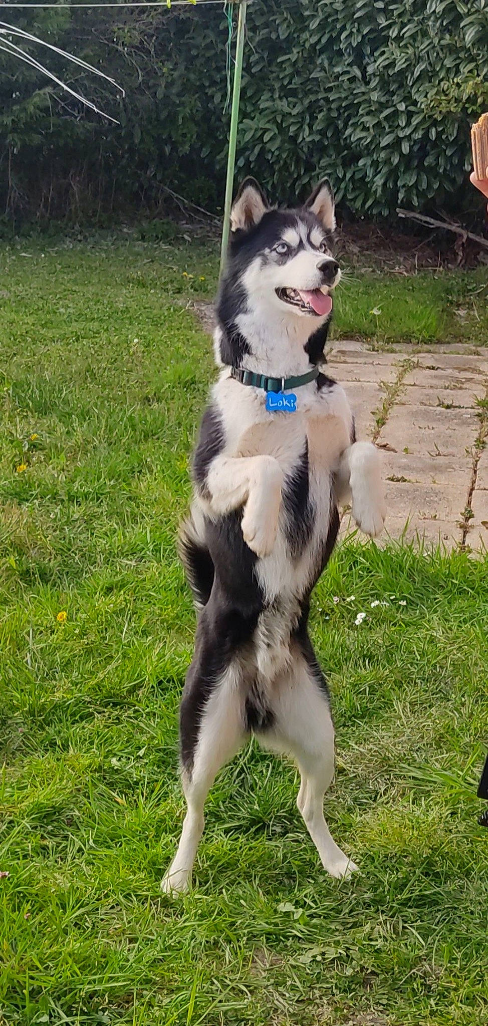 Loki a rejoint le concours — aidez-le/la à gagner de superbes lots ! canidae, carnivore, collar, companion_dog, dog, dog_breed, fur, grass, herding_dog, plant, sporting_group, tail, terrestrial_animal, tree, working_animal, working_dog