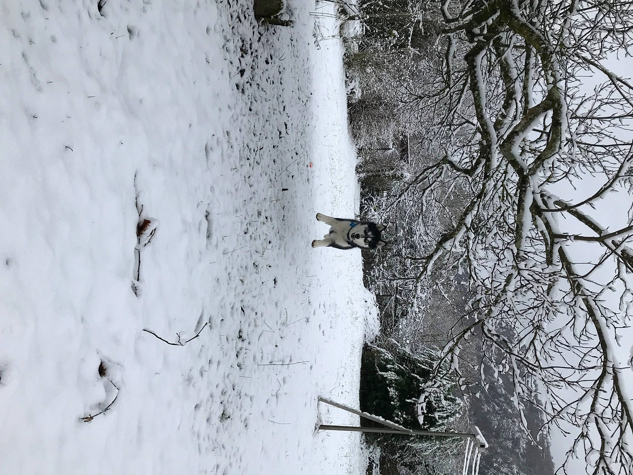 Loki participe au concours pour gagner de l'argent avec cette photo : freezing, frost, grass, grey, landscape, monochrome, monochrome_photography, plant, recreation, sky, slope, snow, tints_and_shades, tree, trunk, twig, water, window, winter, wood