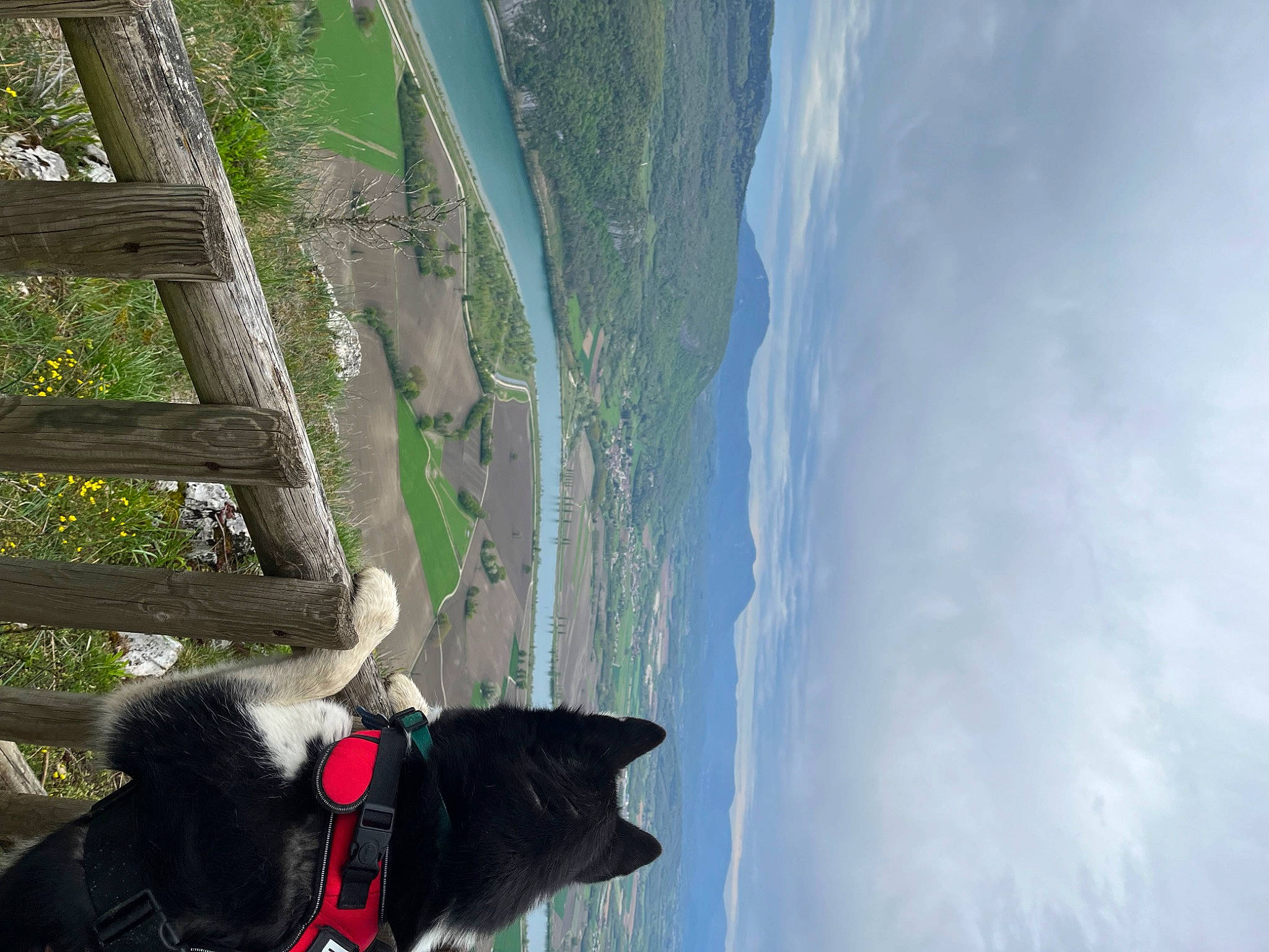 Loki a rejoint le concours — aidez-le/la à gagner de superbes lots ! adventure, carnivore, cloud, collar, dog, dog_breed, dog_collar, landscape, leash, massif, mountain, mountain_range, plant, recreation, sky, tree, trunk, water, wood, working_animal