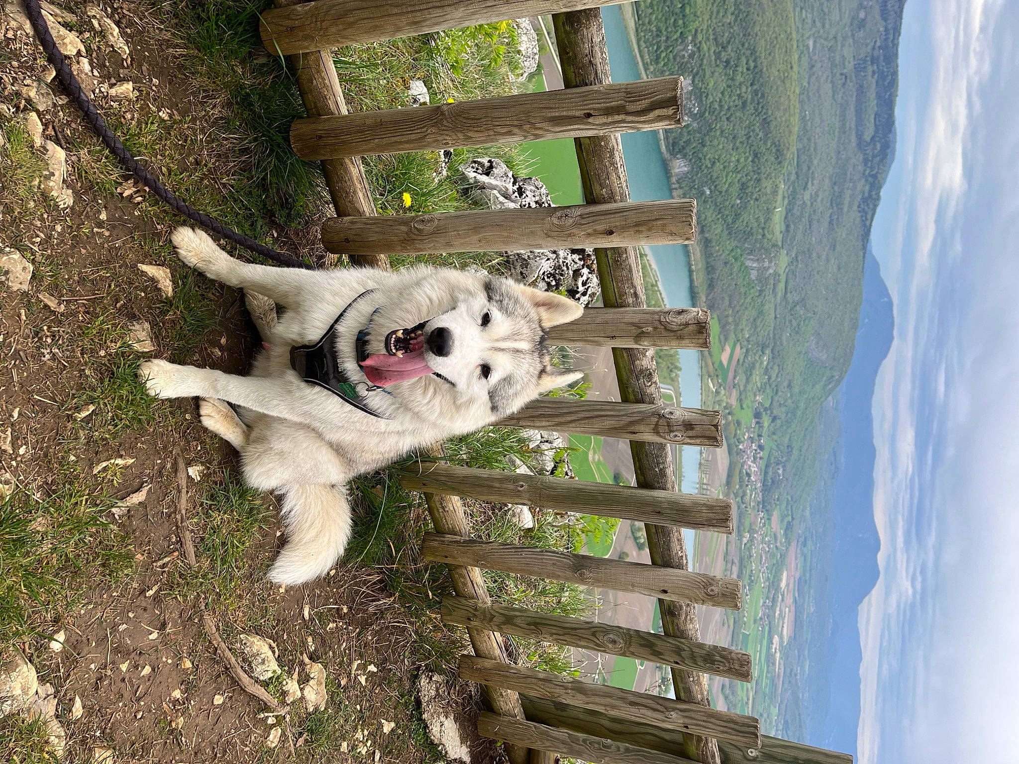 Maïko participe au concours pour gagner de l'argent avec cette photo : canidae, carnivore, cloud, companion_dog, cumulus, dog, dog_breed, fawn, fur, grass, landscape, plant, sky, snout, sporting_group, tail, terrestrial_animal, tree, wood, working_animal
