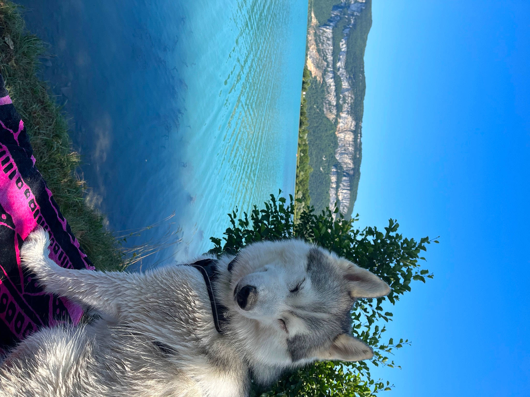 Maïko a rejoint le concours — aidez-le/la à gagner de superbes lots ! azure, canidae, carnivore, dog_breed, fawn, fur, koala, plant, sky, snout, sporting_group, tail, terrestrial_animal, tree, water, whiskers, wildlife, window, winter, working_animal