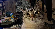 Winston is registered to the contest to win money with this photo: cat, tabby_cat, pet, animal, feline, whiskers, ears, eyes, nose, fur, striped_fur, sitting, lying_down, relaxed, portrait, indoors, living_room, television, coffee_table, person