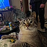 cat, tabby_cat, pet, animal, feline, whiskers, ears, eyes, nose, fur, striped_fur, sitting, lying_down, relaxed, portrait, indoors, living_room, television, coffee_table, person