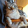 Winston joined the competition — help win amazing prizes! cat, tabby, blue_eyes, pet, animal, feline, whiskers, ears, fur, portrait, close_up, sitting, lounging, wooden_chair, chair, indoor, sunlight, wood_paneling, relaxed, funny_pose