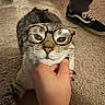 Winston is registered to the contest to win money with this photo: cat, tabby_cat, glasses, eyeglasses, pet, animal, face, whiskers, nose, eyes, portrait, close_up, funny, humorous, hand, petting, carpet, indoor, sneaker, fashion_accessory