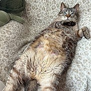 Winston is registered to the contest to win money with this photo: cat, tabby_cat, pet, feline, blue_eyes, belly_up, lying_down, relaxed, fluffy, fur, whiskers, ears, paws, tail, blanket, plush_toy, indoors, portrait, closeup, cozy