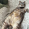 cat, tabby_cat, pet, feline, blue_eyes, belly_up, lying_down, relaxed, fluffy, fur, whiskers, ears, paws, tail, blanket, plush_toy, indoors, portrait, closeup, cozy