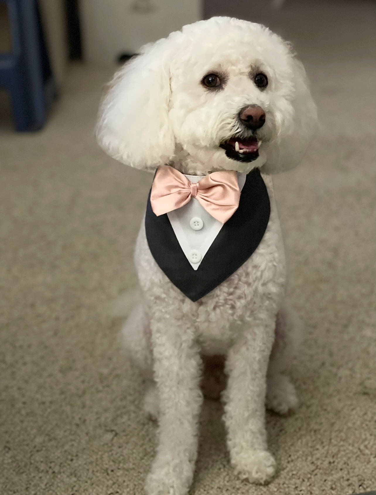 adorable, animal, bow_tie, carpet, companion, curly_fur, cute, dog, domestic_dog, fluffy, friendly, furry, indoor, mammal, pet, portrait, sitting, small_dog, tuxedo, white