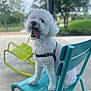 Dee Oh Gee joined the competition — help win amazing prizes! animal, blue_chair, canine, curly_fur, daylight, dog, grass, greenery, happy, leash, metal_chair, nature, outdoor, panting, park, pet, sitting, summer, tongue_out, white_dog